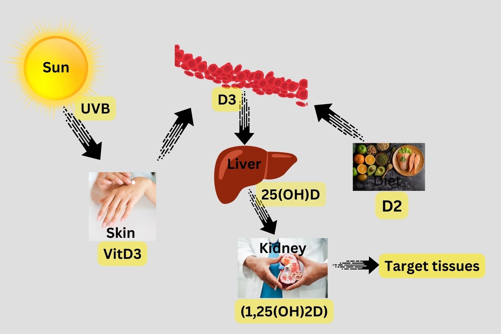 Activation of Vitamin D