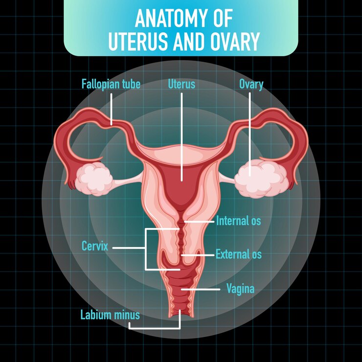 Cervix region