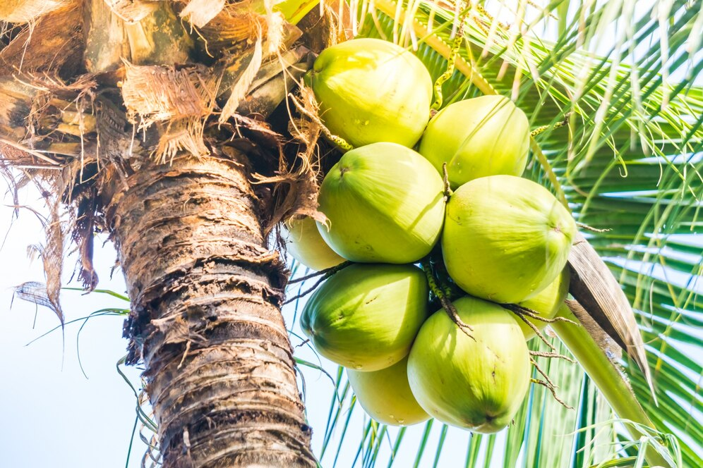 Tender Coconut Water