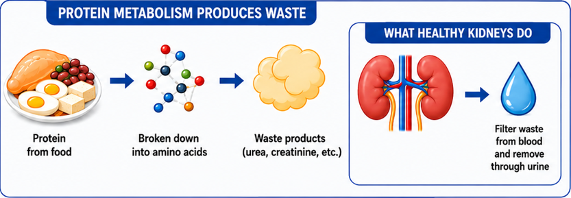 The Important Role of Healthy Kidneys